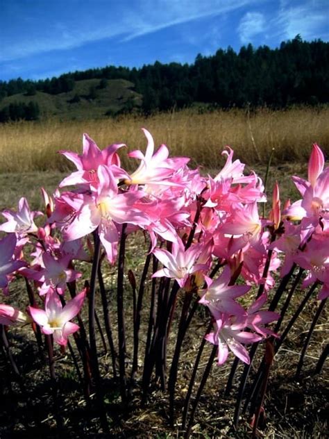 naked ladies plant|Plant database entry for Naked Lady (Amaryllis belladonna) with。